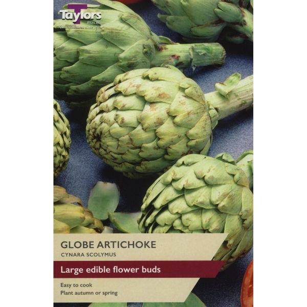 Globe Artichoke - Pack of 1